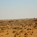 Sheep grazing in the Sarar savannah