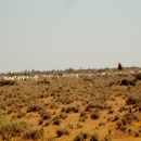 Sheep grazing in the Sarar savannah near Qoridheere village, around 60 km northeast of Ainabo District.