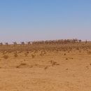 Around hundred of camels crossing the Gumburaha savannah, south of Hargeisa, the capital of Somaliland.