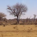 Natural forests on fire – A tree burnt by charcoal producers. This is showing to the extent of the charcoal production in Somaliland.