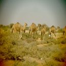 Camels on the way to the water points around Higlo, a village in northwest of the Ainabo District, in the eastern Somaliland.