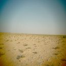 The Sarar savannah near the Oog District, eastern part of Somaliland.