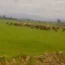 Cattle grazing in the East Wollega Zone, Western Ethiopia. This photo has been taken by Nasir M. Ali on 12 July, 2012.