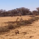 Cutting trees for fencing purposes play an important role the deforestation.