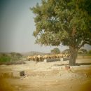 Camels at the water points in Ceel dhaab, a village in the east of the Ainabo District in Somaliland.