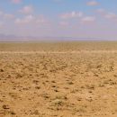 Over hundreds of sheep grazing in the Sarar savannah, eastern Somaliland.