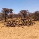 Collected for burning - This photo is showing  the true condition of the environment across the state.